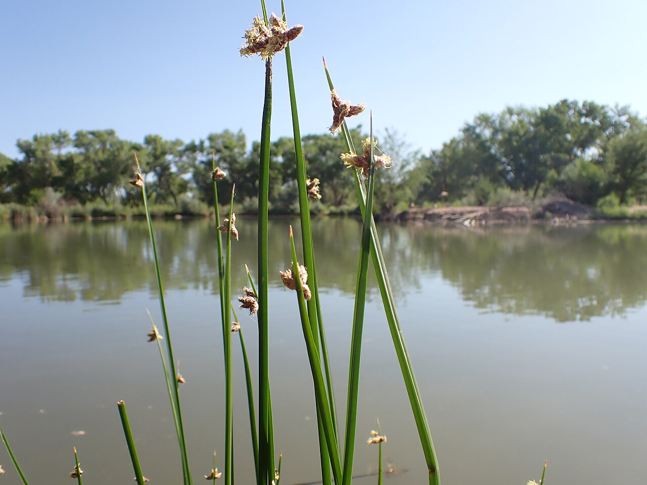 Close-up of Chairmaker's Bulrush (Schoenoplectus americanus) stems showing brownish spikelet clusters emerging from the side of each triangular stem