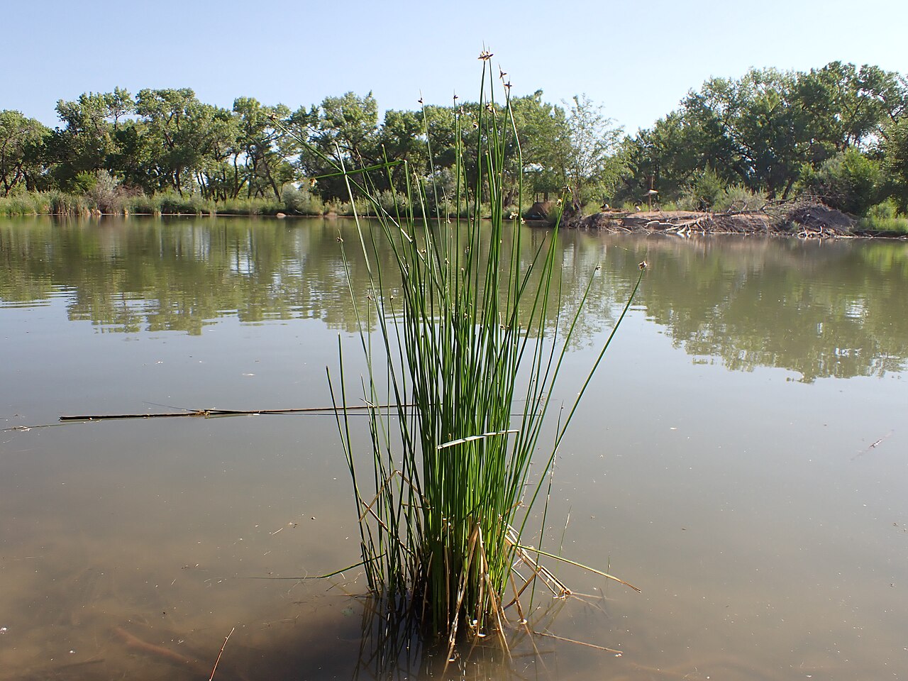 A clump of Chairmaker's Bulrush (Schoenoplectus americanus) growing in shallow pond water with tall triangular stems