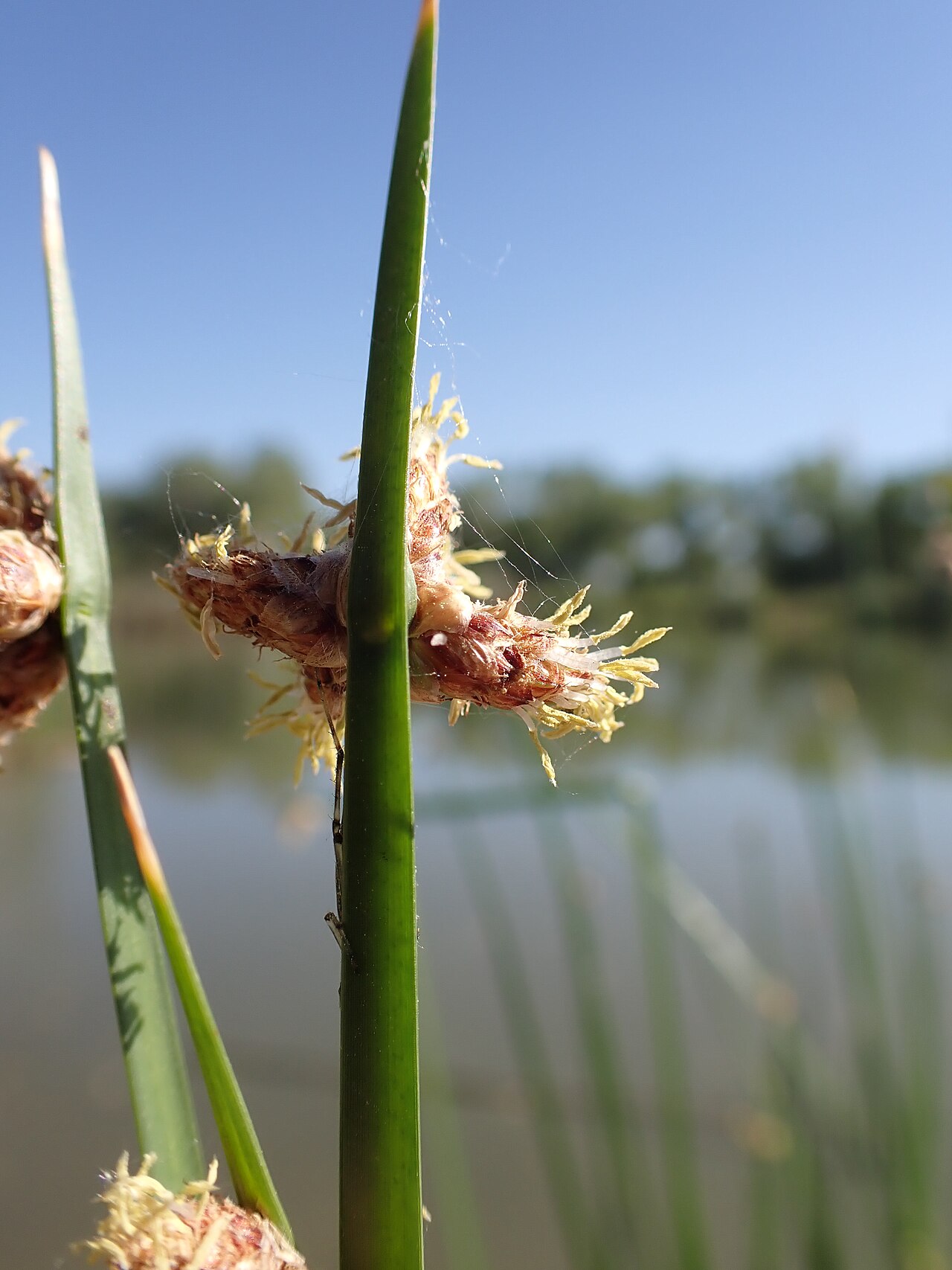 Extreme close-up of a Chairmaker's Bulrush (Schoenoplectus americanus) stem showing its sharply three-angled, triangular cross-section