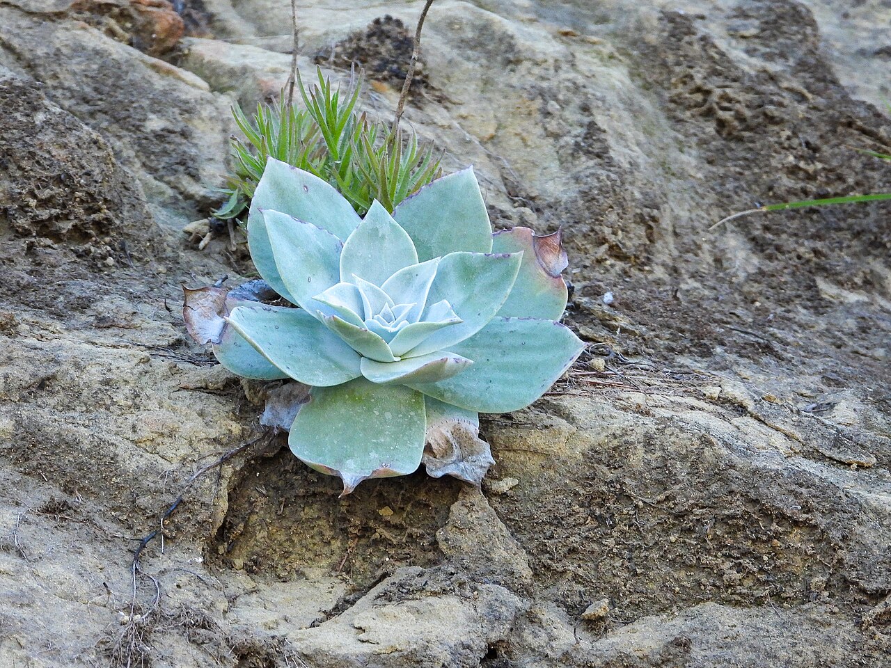 Chalk Liveforever (Dudleya pulverulenta) - PlantNative.org Chalk liveforever (Dudleya pulverulenta) close-up of a chalky white rosette with pointed, powder-coated leaves