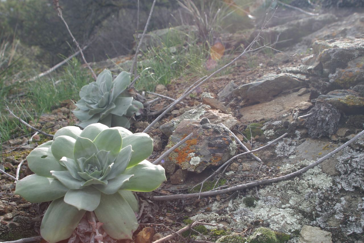 Chalk Liveforever (Dudleya pulverulenta) - PlantNative.org Chalk liveforever (Dudleya pulverulenta) rosettes growing on a sunlit rocky slope in the Santa Monica Mountains