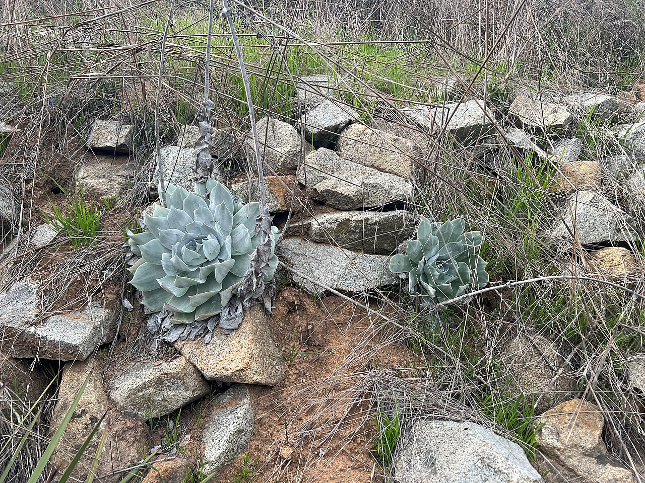 Chalk Liveforever (Dudleya pulverulenta) - PlantNative.org Chalk liveforever (Dudleya pulverulenta) chalky white rosette growing from a crevice among granite boulders