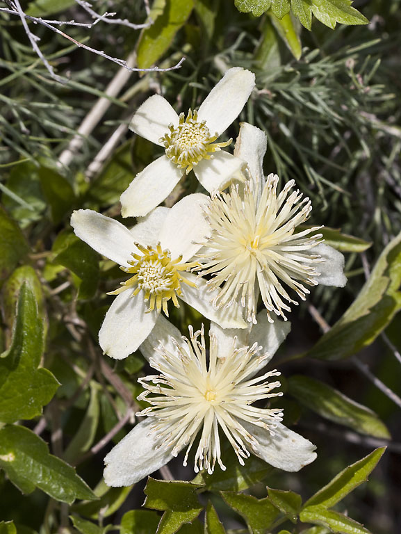Chaparral Clematis (Clematis lasiantha) - PlantNative.org Close-up of Chaparral Clematis (Clematis lasiantha) star-shaped flowers showing hairy white sepals and starburst-like yellow stamens