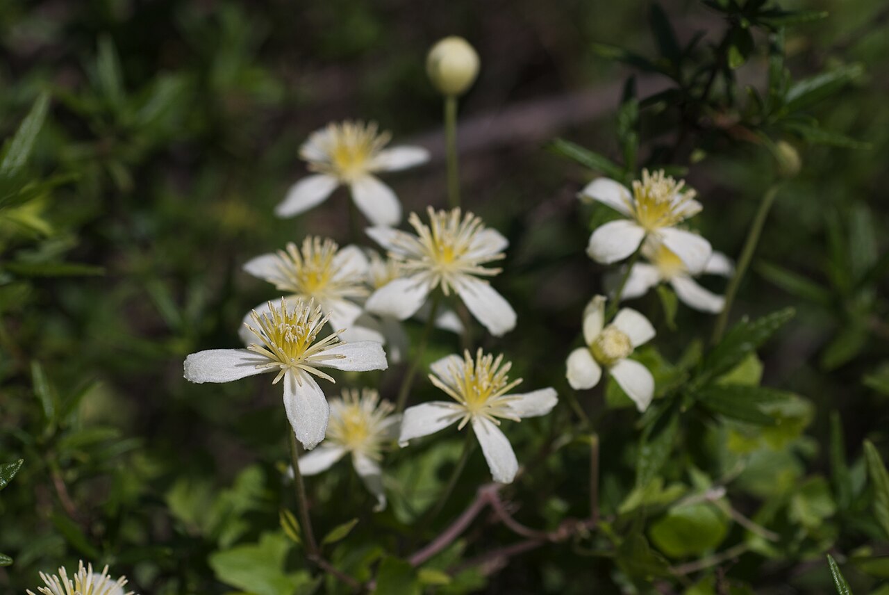 Chaparral Clematis (Clematis lasiantha) - PlantNative.org Chaparral Clematis (Clematis lasiantha) vine covered in creamy white star-shaped flowers at Mt. Diablo State Park, California