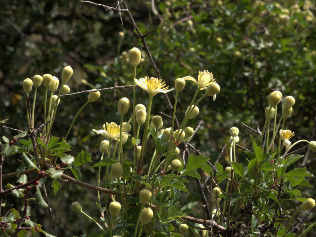 Chaparral Clematis (Clematis lasiantha) - PlantNative.org Chaparral Clematis (Clematis lasiantha) vine scrambling over chaparral shrubs with flower buds, Mitchell Canyon, California