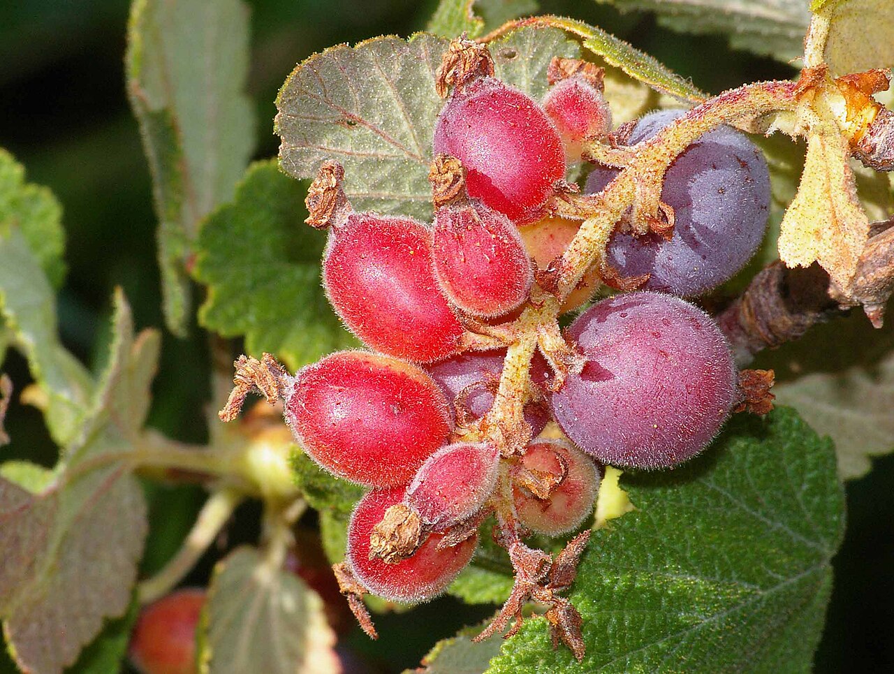 Chaparral Currant (Ribes malvaceum) - PlantNative.org Chaparral currant (Ribes malvaceum) shrub covered in hanging clusters of pink tubular flowers