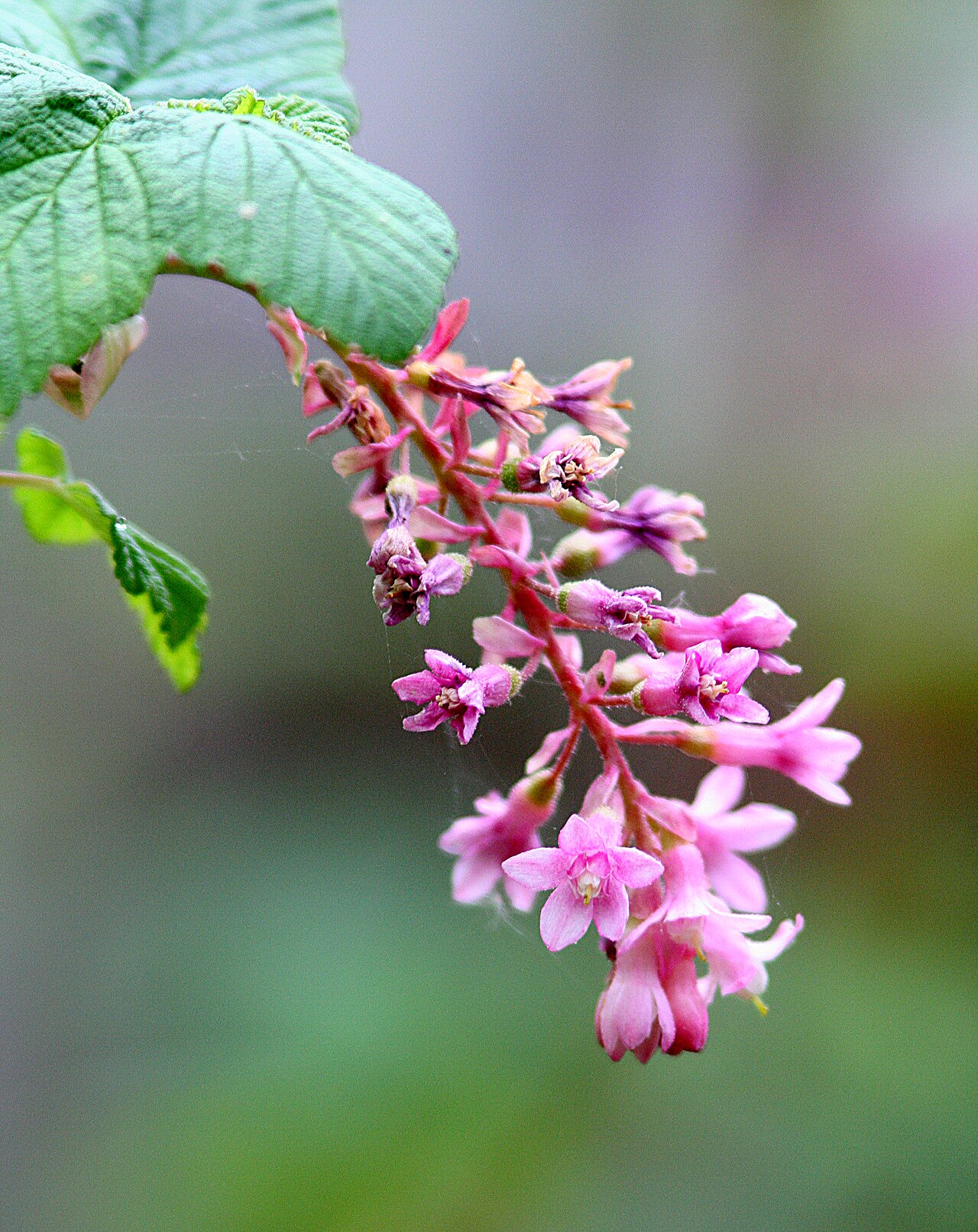 Chaparral Currant (Ribes malvaceum) - PlantNative.org Clusters of ripening red and purple glandular-hairy chaparral currant (Ribes malvaceum) berries