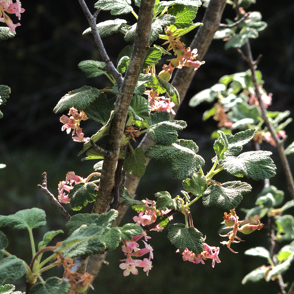 Chaparral Currant (Ribes malvaceum) - PlantNative.org Close-up of chaparral currant (Ribes malvaceum) felted maple-like leaves and small pink flowers