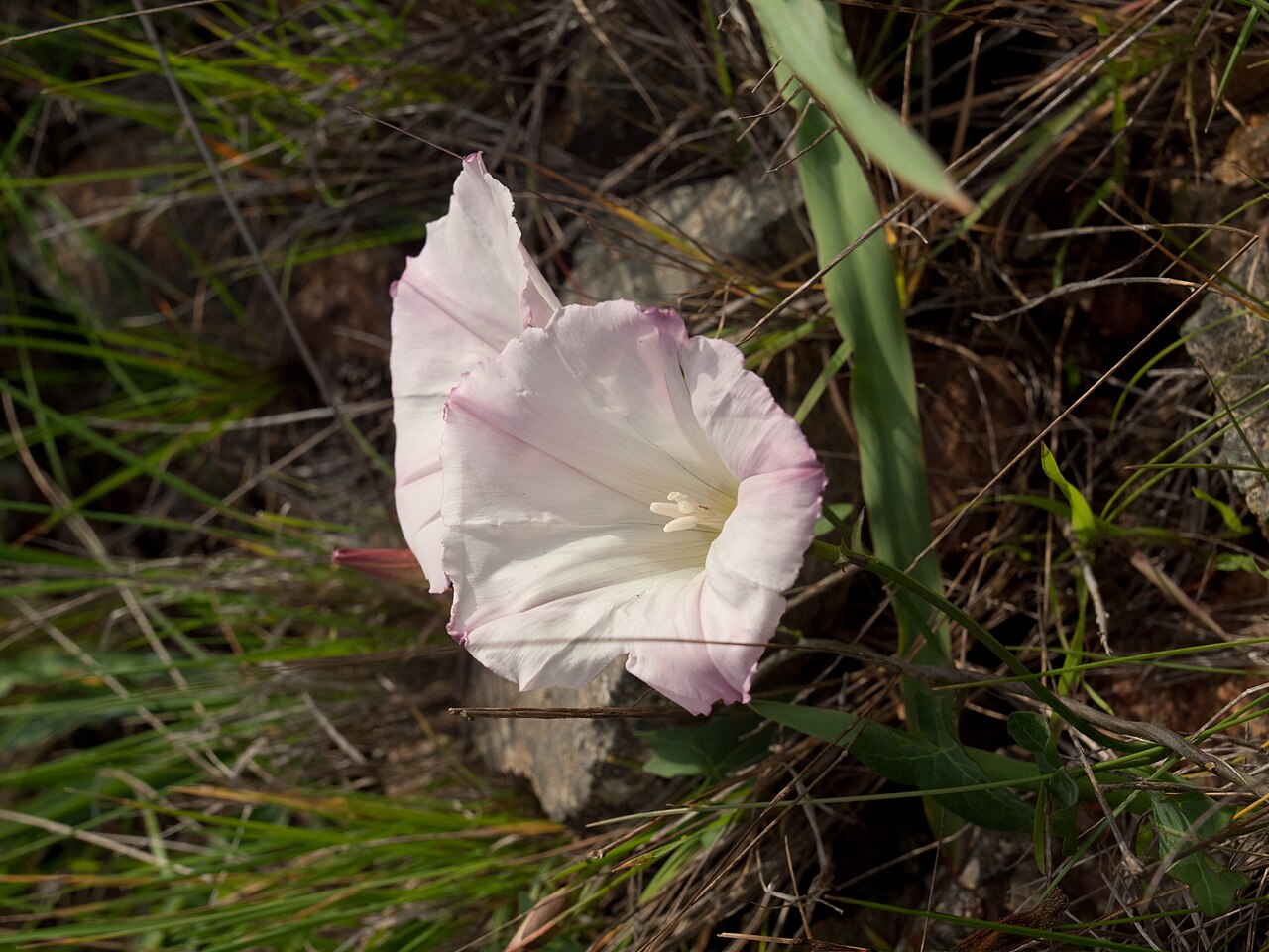 Close-up of a single pale pink and white funnel-shaped flower of chaparral false bindweed (Calystegia occidentalis) with visible stamens