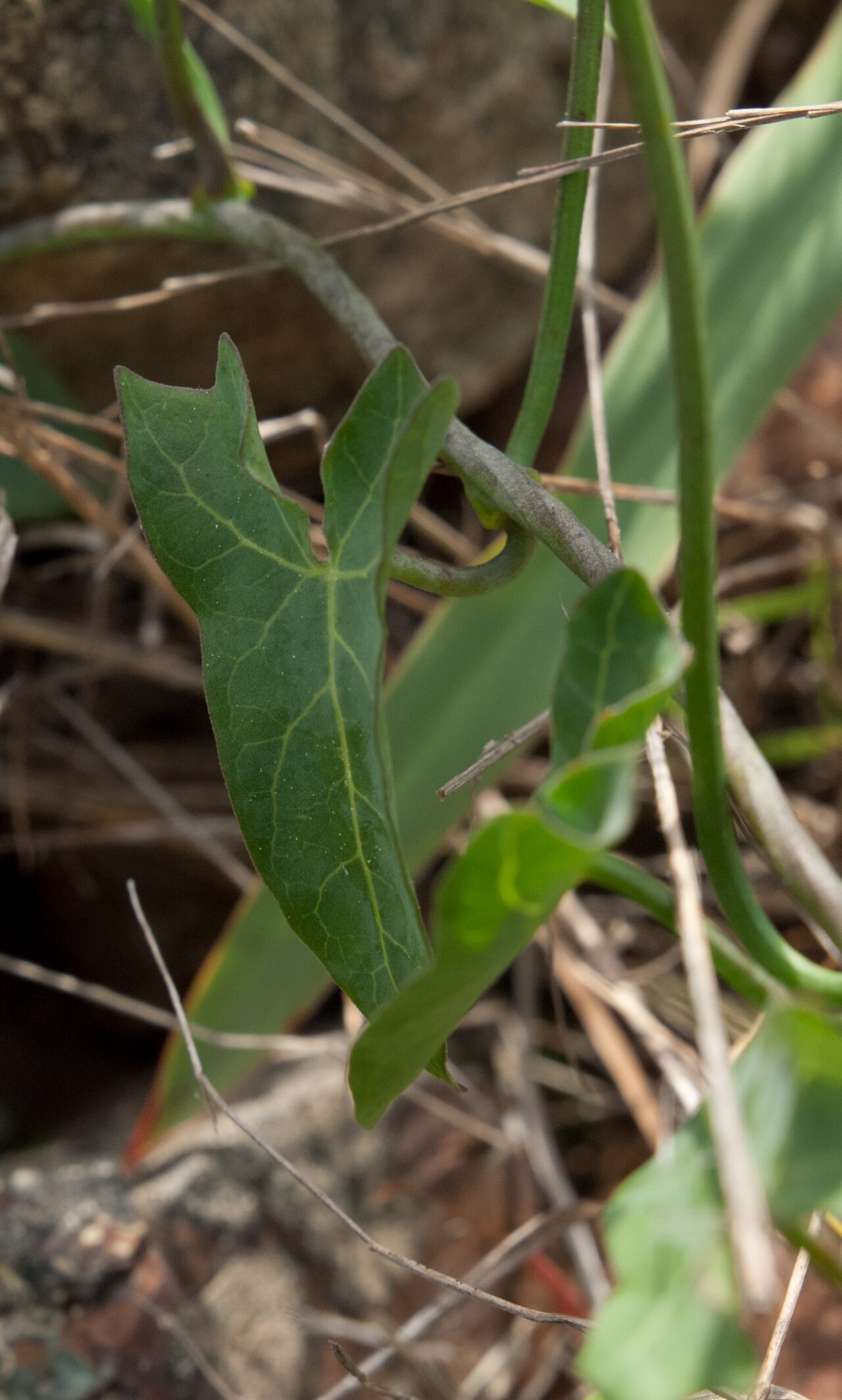 Arrowhead-shaped leaf of chaparral false bindweed (Calystegia occidentalis) with visible veining and a twining stem