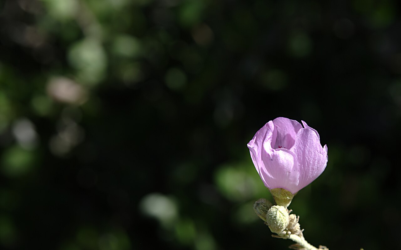 Chaparral Mallow (Malacothamnus fasciculatus) - PlantNative.org Close-up of a single pale pink chaparral mallow (Malacothamnus fasciculatus) flower bud