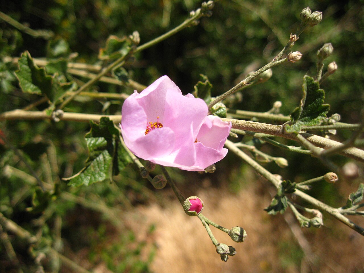 Chaparral Mallow (Malacothamnus fasciculatus) - PlantNative.org Chaparral mallow (Malacothamnus fasciculatus) flower, buds and maple-shaped leaves with a small pollinator visiting the bloom