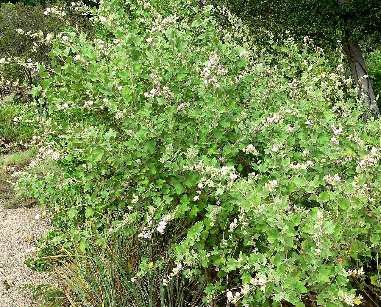 Chaparral Mallow (Malacothamnus fasciculatus) - PlantNative.org Chaparral mallow (Malacothamnus fasciculatus) growing as a large rounded shrub with gray-green foliage and scattered pink flowers