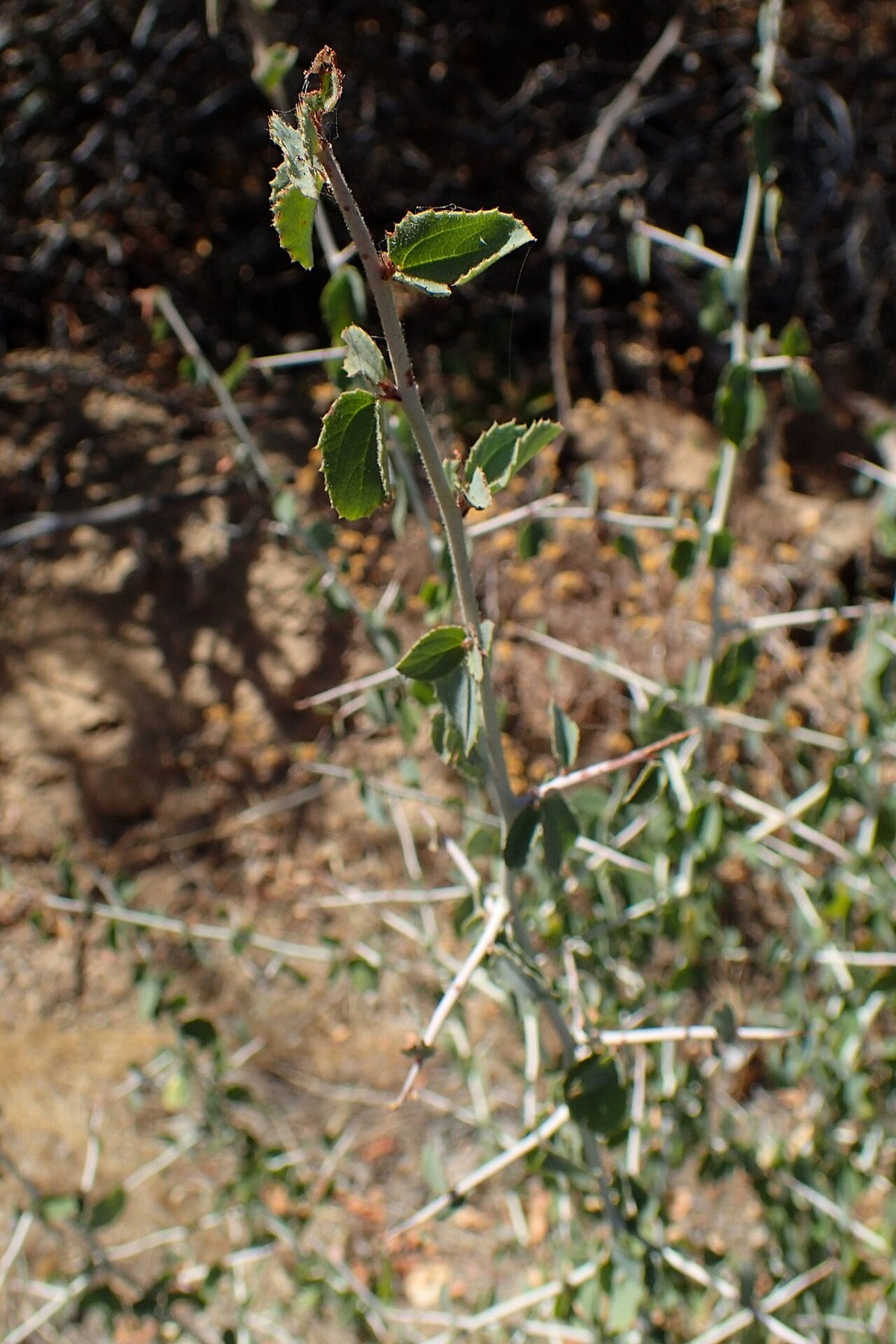 Chaparral Whitethorn (Ceanothus leucodermis) - PlantNative.org Young whitish, spine-tipped stem and toothed leaves of Chaparral whitethorn (Ceanothus leucodermis)