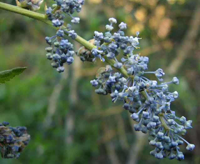 Chaparral Whitethorn (Ceanothus leucodermis) - PlantNative.org Close-up of pale blue to lavender flower clusters of Chaparral whitethorn (Ceanothus leucodermis)