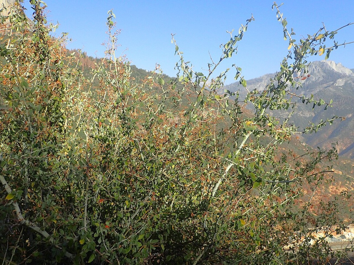 Chaparral Whitethorn (Ceanothus leucodermis) - PlantNative.org Chaparral whitethorn (Ceanothus leucodermis) shrub growing on a mountain slope near Sequoia National Park, California