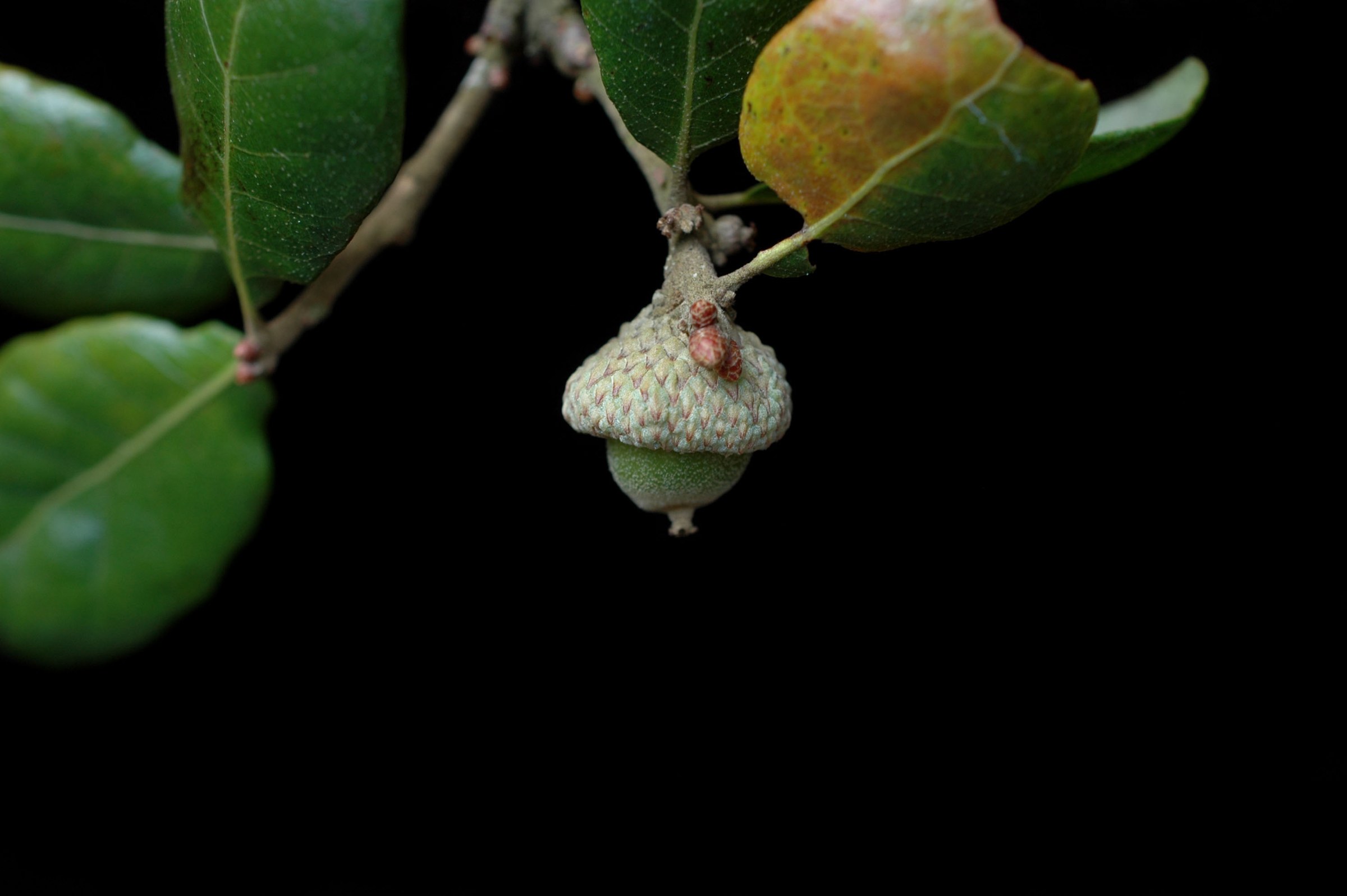 Ripening acorn of Chapman oak on a leafy twig