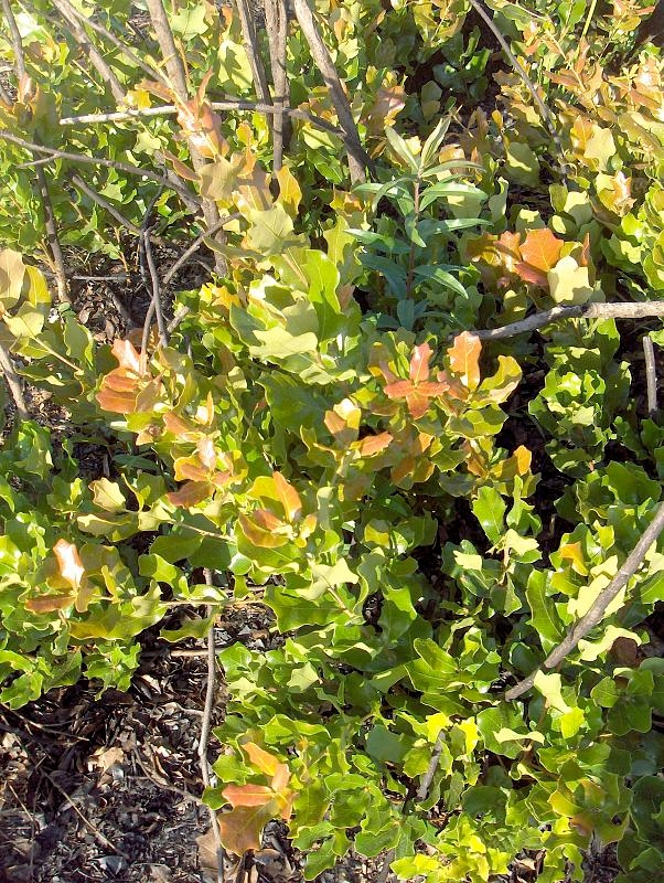 Chapman oak (Quercus chapmanii) growing as a dense scrubby thicket in Florida sand scrub