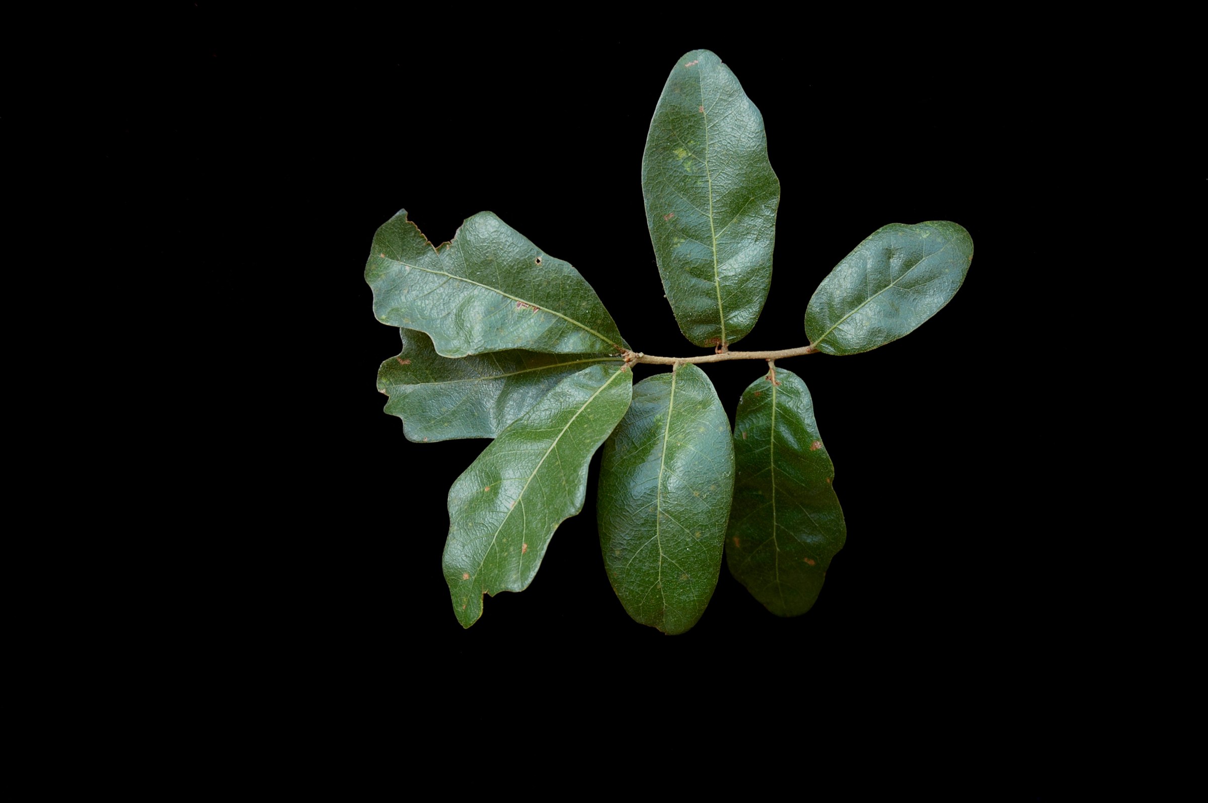 Close-up of Chapman oak leaves showing variable shapes from nearly oval to shallowly lobed