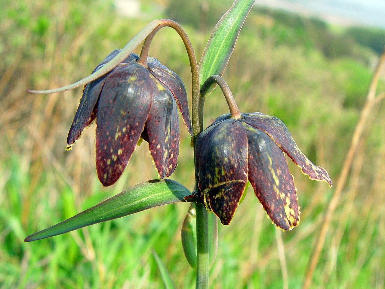 Checker Lily (Fritillaria affinis) - PlantNative.org Two deep maroon-purple checker lily (Fritillaria affinis) flowers hanging from a stem, San Bruno Mountain, California