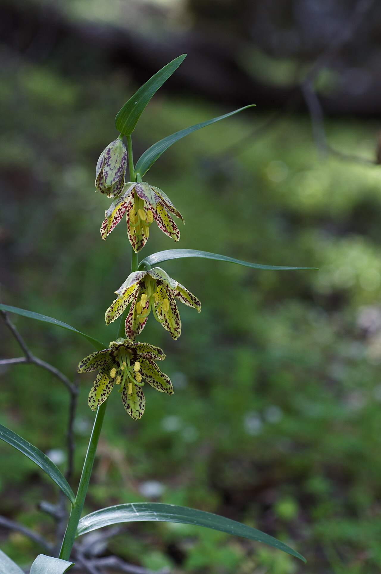 Checker Lily (Fritillaria affinis) - PlantNative.org Checker lily (Fritillaria affinis) nodding mottled yellow-green and purple-brown flowers hanging from a leafy stem in a California forest