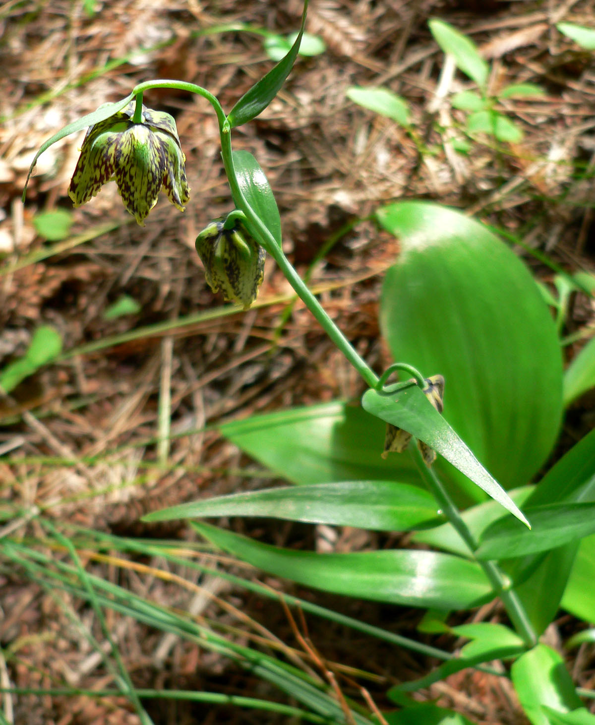 Checker Lily (Fritillaria affinis) - PlantNative.org Checker lily (Fritillaria affinis) nodding flower buds and curling stem tip emerging among forest leaf litter