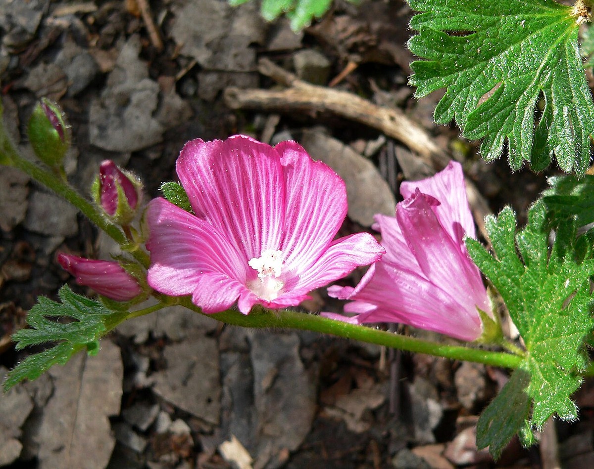 Checkerbloom (Sidalcea malviflora) - PlantNative.org Checkerbloom (Sidalcea malviflora) pink mallow flowers with dark veining growing among leaf litter