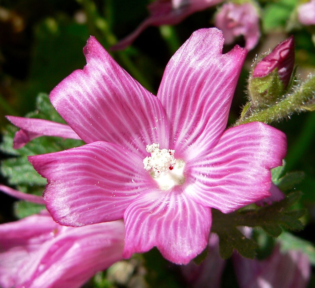 Checkerbloom (Sidalcea malviflora) - PlantNative.org Checkerbloom (Sidalcea malviflora) flower detail showing pollen-dusted stamens at the center of a pink petal