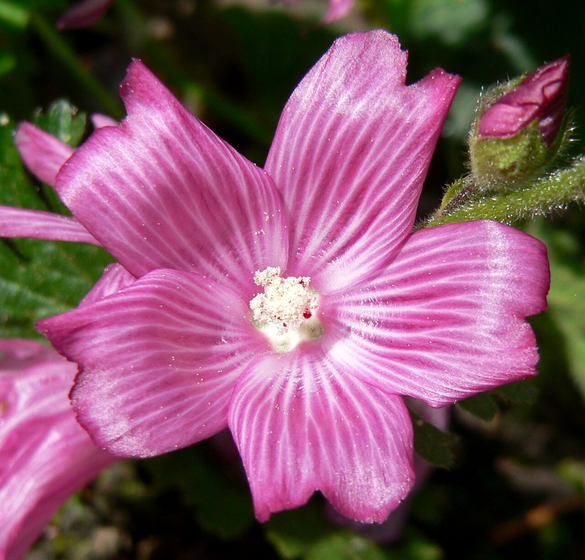 Checkerbloom (Sidalcea malviflora) - PlantNative.org Close-up of a pink checkerbloom (Sidalcea malviflora) flower showing five notched petals with darker veining