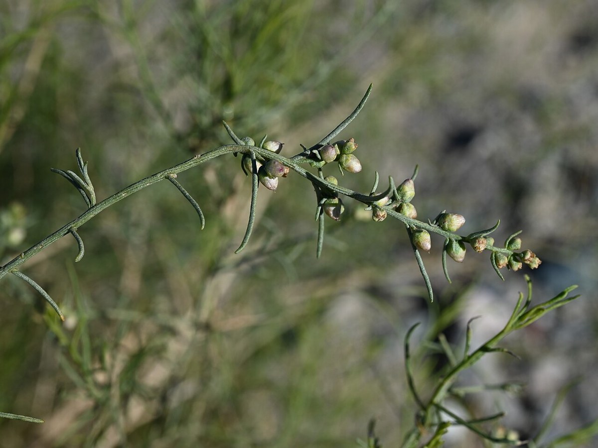 Close-up of cheesebush (Ambrosia salsola) showing thread-like leaves and small pale flower clusters along a slender stem