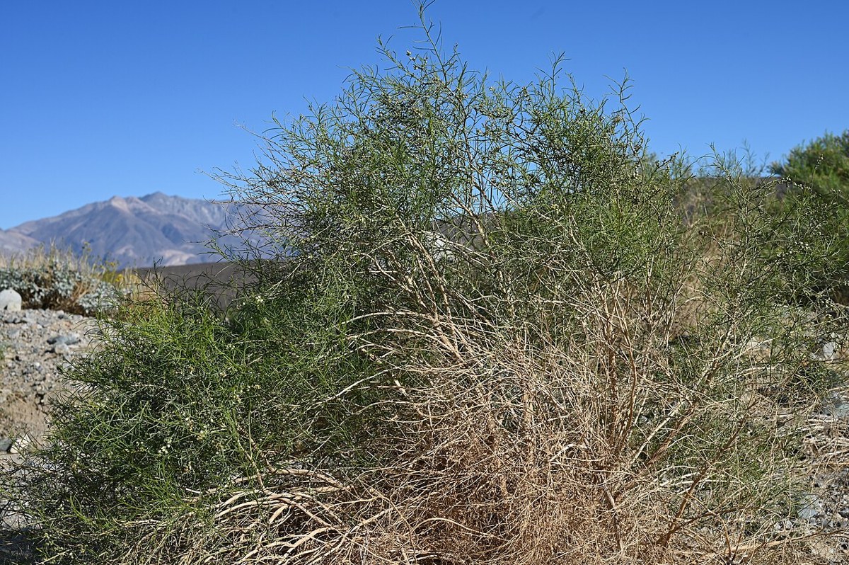 Cheesebush (Ambrosia salsola) shrub growing in a desert wash with mountains in the background