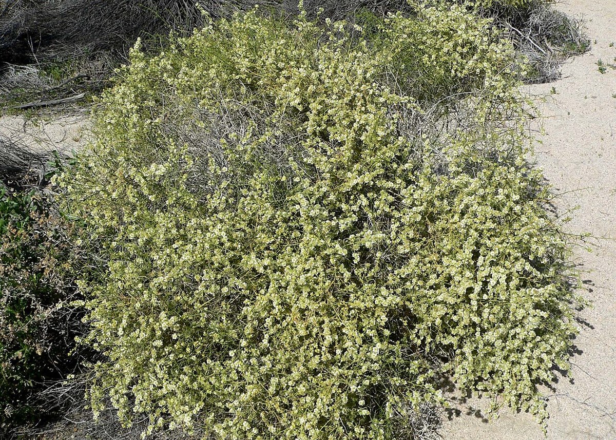 Rounded cheesebush (Ambrosia salsola) shrub densely covered in pale yellow-green flowers in the desert