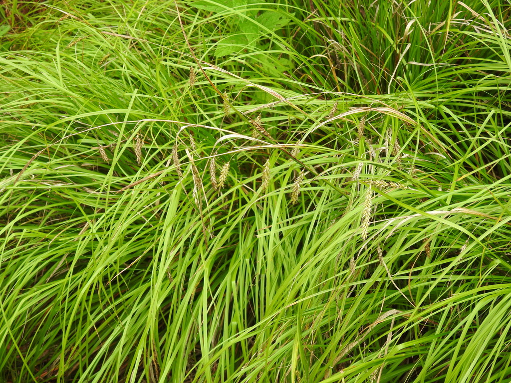 Arching clump of Cherokee sedge (Carex cherokeensis) with drooping seed spikes in a Texas woodland garden