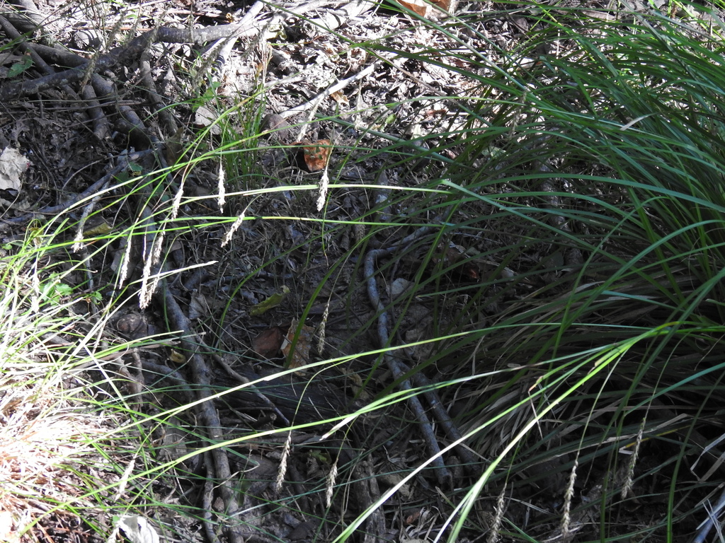 Cherokee sedge (Carex cherokeensis) growing in leaf litter at the base of trees in a woodland setting