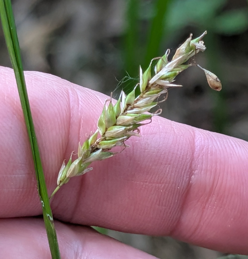 Close-up of a ripening seed spike of Cherokee sedge (Carex cherokeensis) covered in perigynia