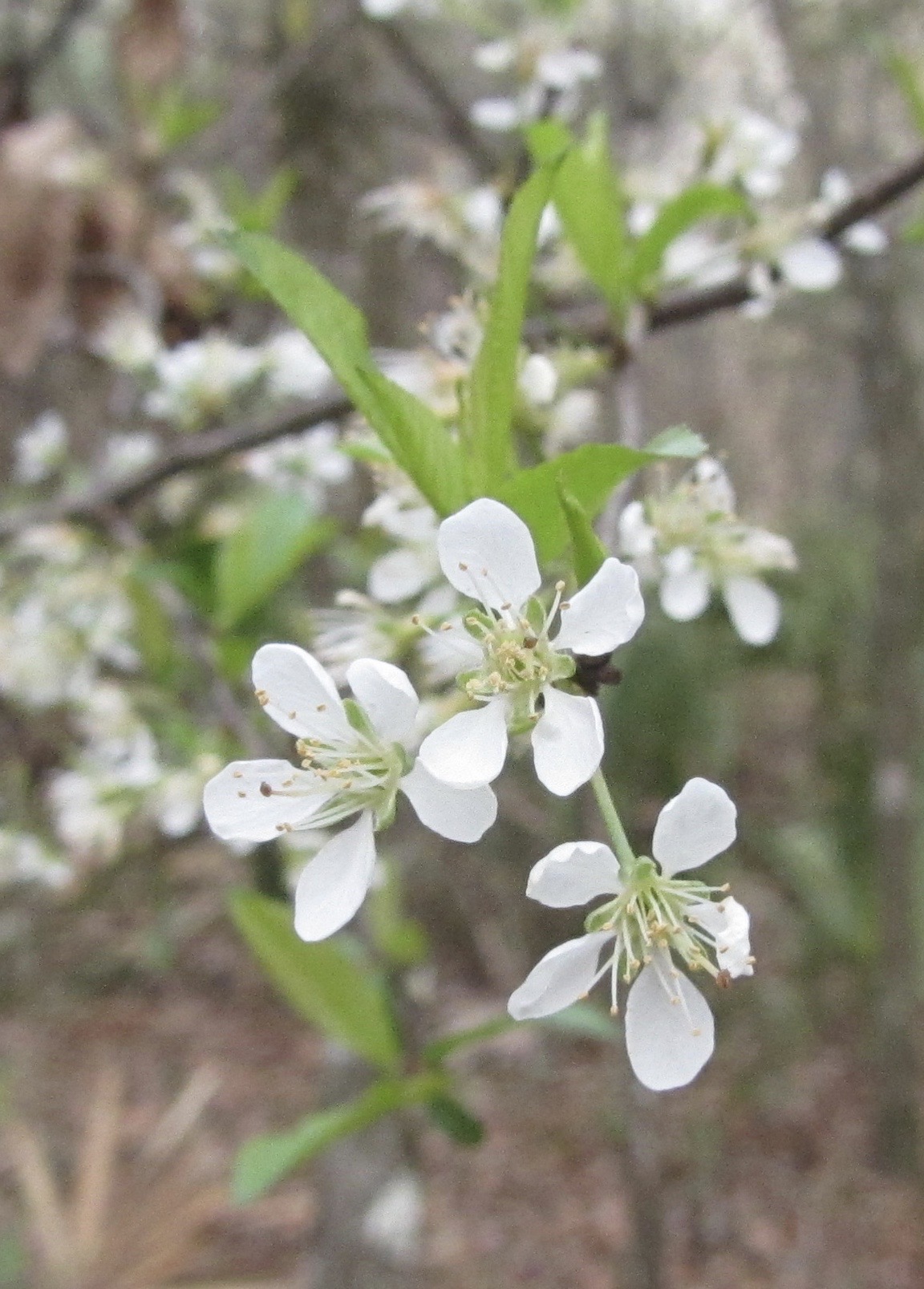 Chickasaw Plum (Prunus angustifolia) - PlantNative.org Close-up of Chickasaw Plum (Prunus angustifolia) white five-petaled flowers blooming on bare branches