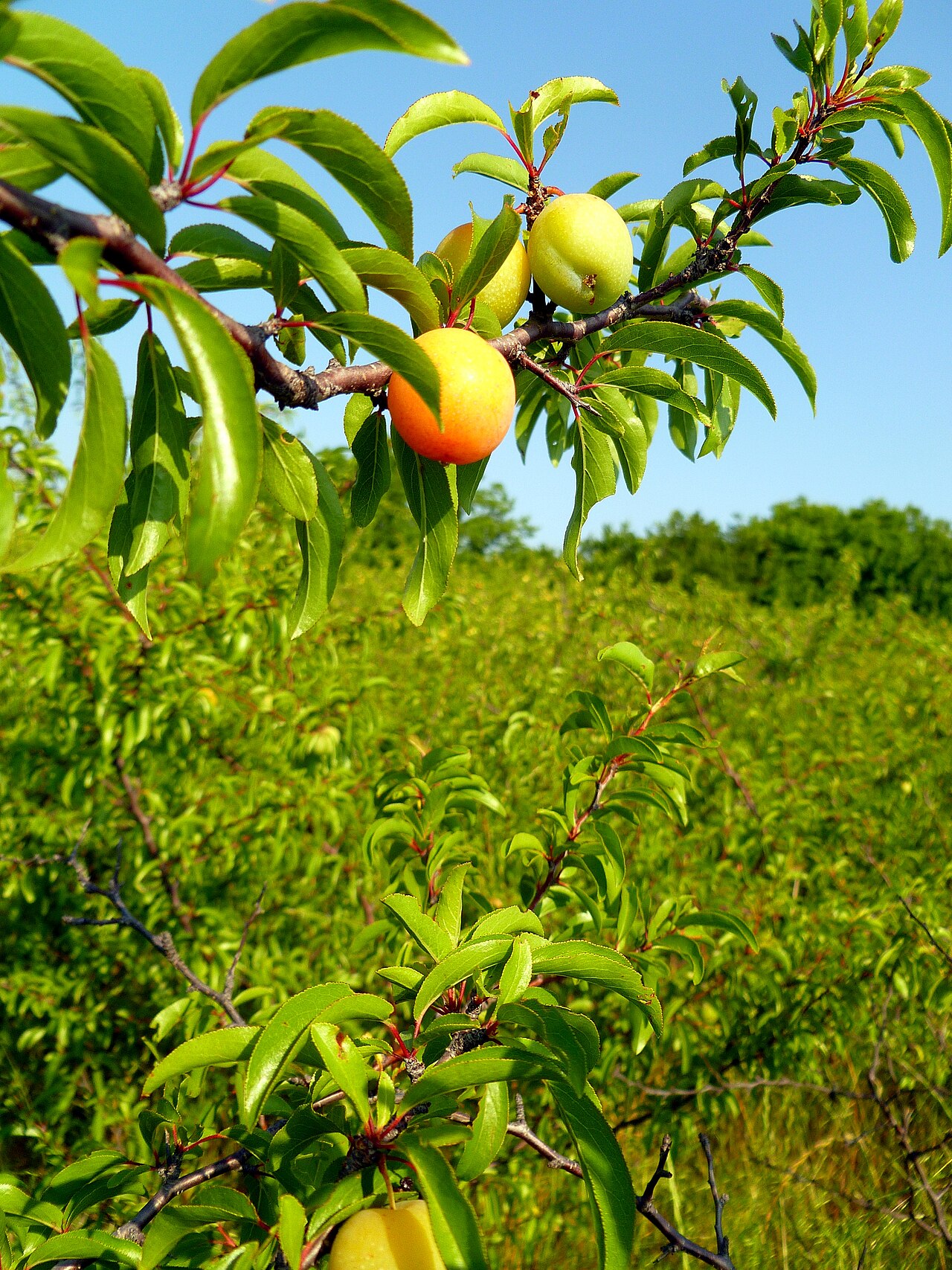 Chickasaw Plum (Prunus angustifolia) - PlantNative.org Ripening Chickasaw Plum (Prunus angustifolia) fruit turning from green to orange-red on the branch