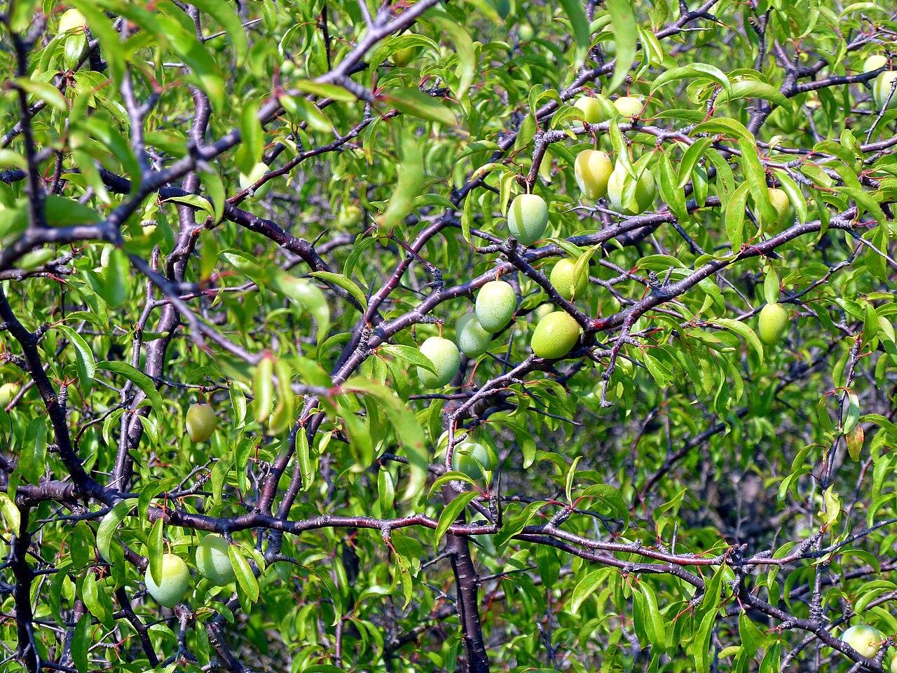Chickasaw Plum (Prunus angustifolia) - PlantNative.org Chickasaw Plum (Prunus angustifolia) thicket showing thorny branches and ripening green plums