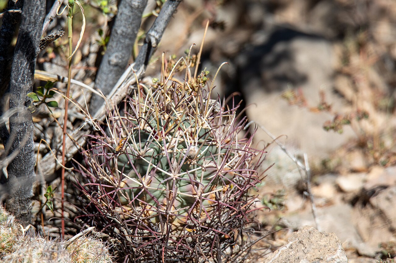 Chihuahuan Fishhook Cactus (Glandulicactus uncinatus) - PlantNative.org Chihuahuan Fishhook Cactus (Glandulicactus uncinatus) globular stem with long curved spines growing among rocks near El Paso, Texas