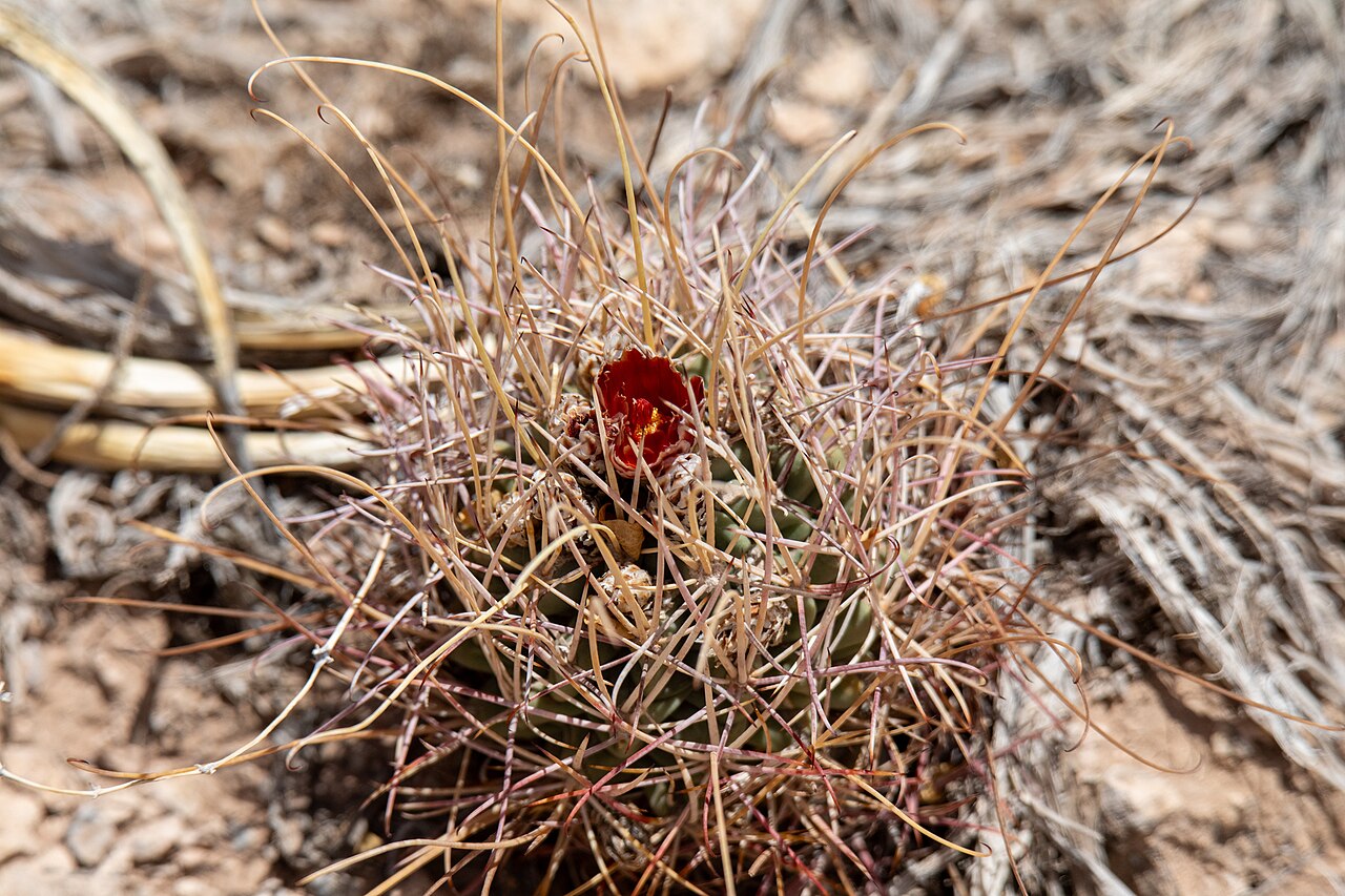 Chihuahuan Fishhook Cactus (Glandulicactus uncinatus) - PlantNative.org Chihuahuan Fishhook Cactus (Glandulicactus uncinatus) in bloom, showing a reddish-orange flower surrounded by long hooked spines