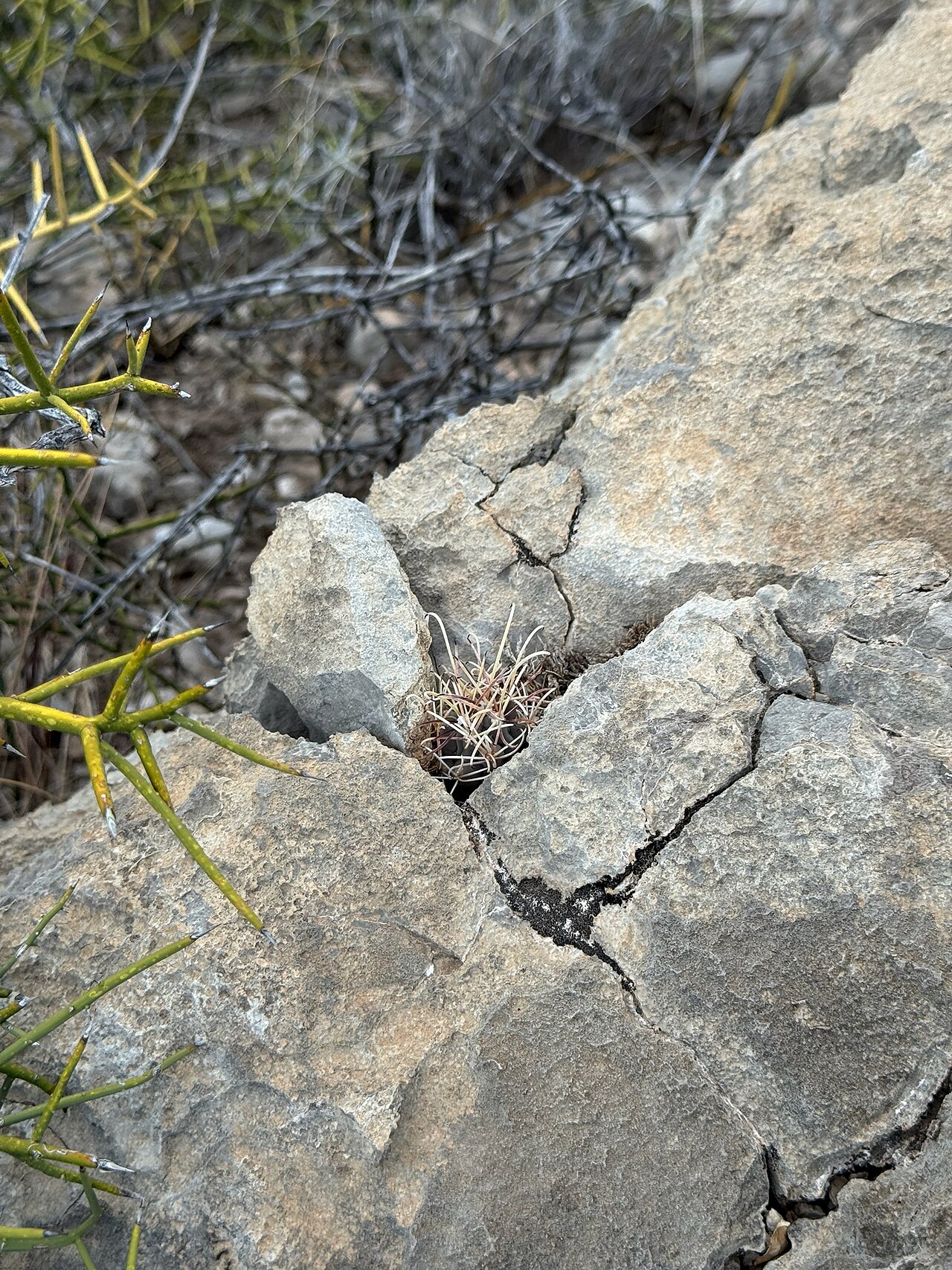 Chihuahuan Fishhook Cactus (Glandulicactus uncinatus) - PlantNative.org Small Chihuahuan Fishhook Cactus (Glandulicactus uncinatus) rooted in a crack in limestone rock