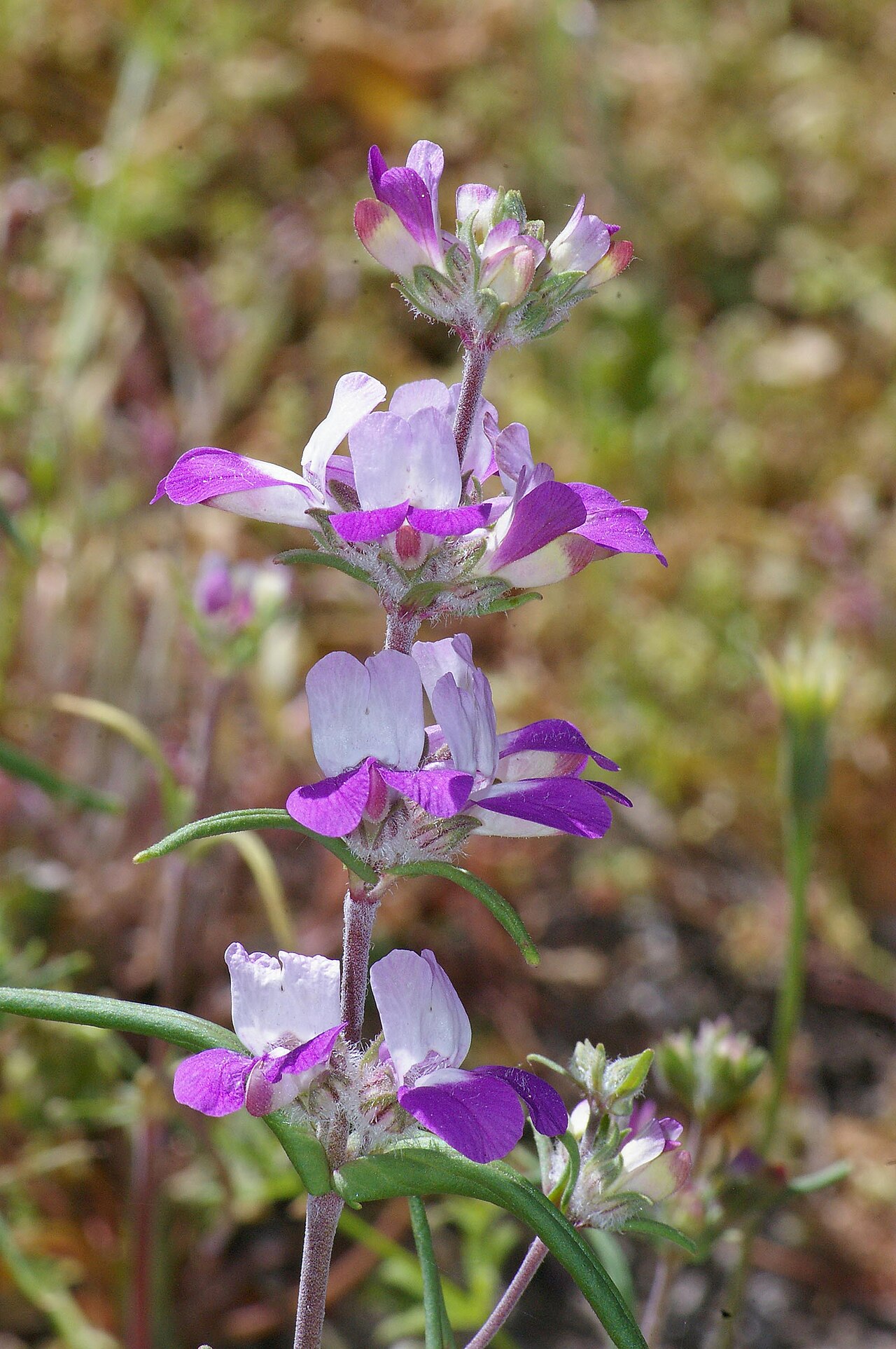 Chinese houses (Collinsia heterophylla) close-up of bicolor purple and white flowers