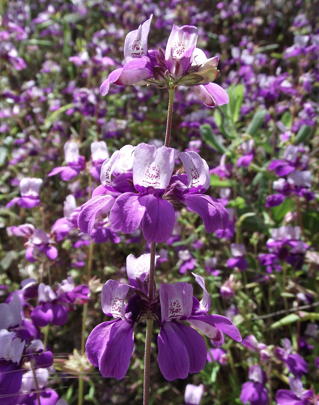 Chinese houses (Collinsia heterophylla) flower spike with tiered whorls of purple and white bicolor flowers