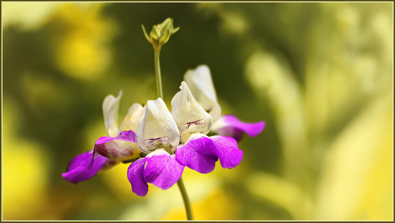 Chinese houses (Collinsia heterophylla) tall flower spike with tiered pagoda-like whorls of purple and white flowers