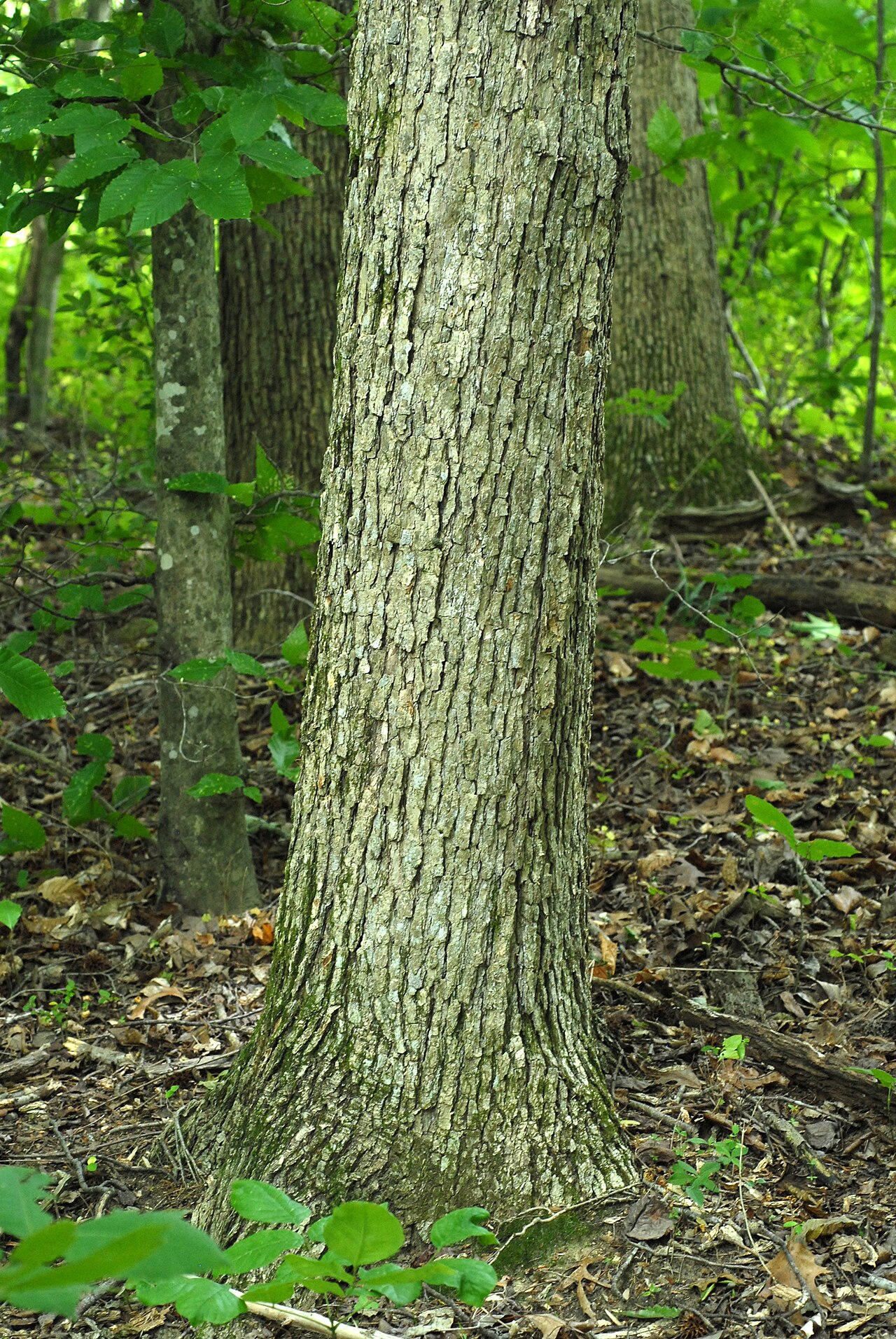 Light gray, flaky bark of a chinkapin oak (Quercus muehlenbergii) trunk in a hardwood forest
