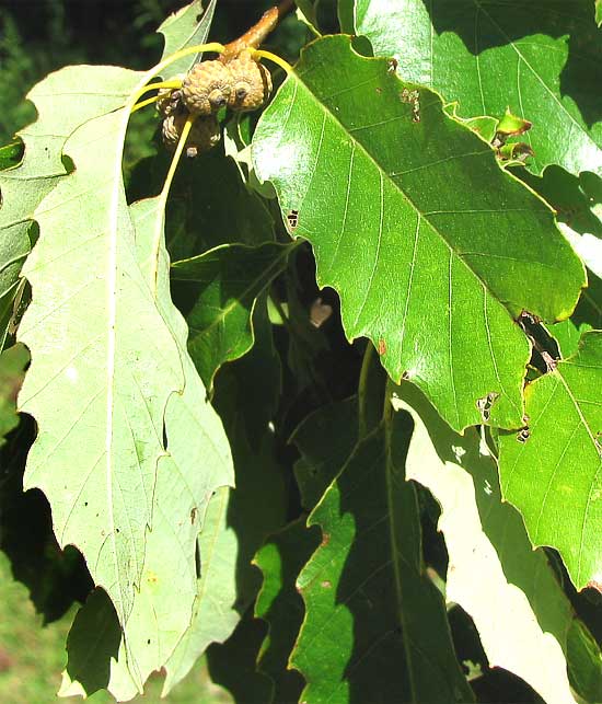 Close-up of chinkapin oak (Quercus muehlenbergii) leaves with coarse even teeth and a half-formed acorn