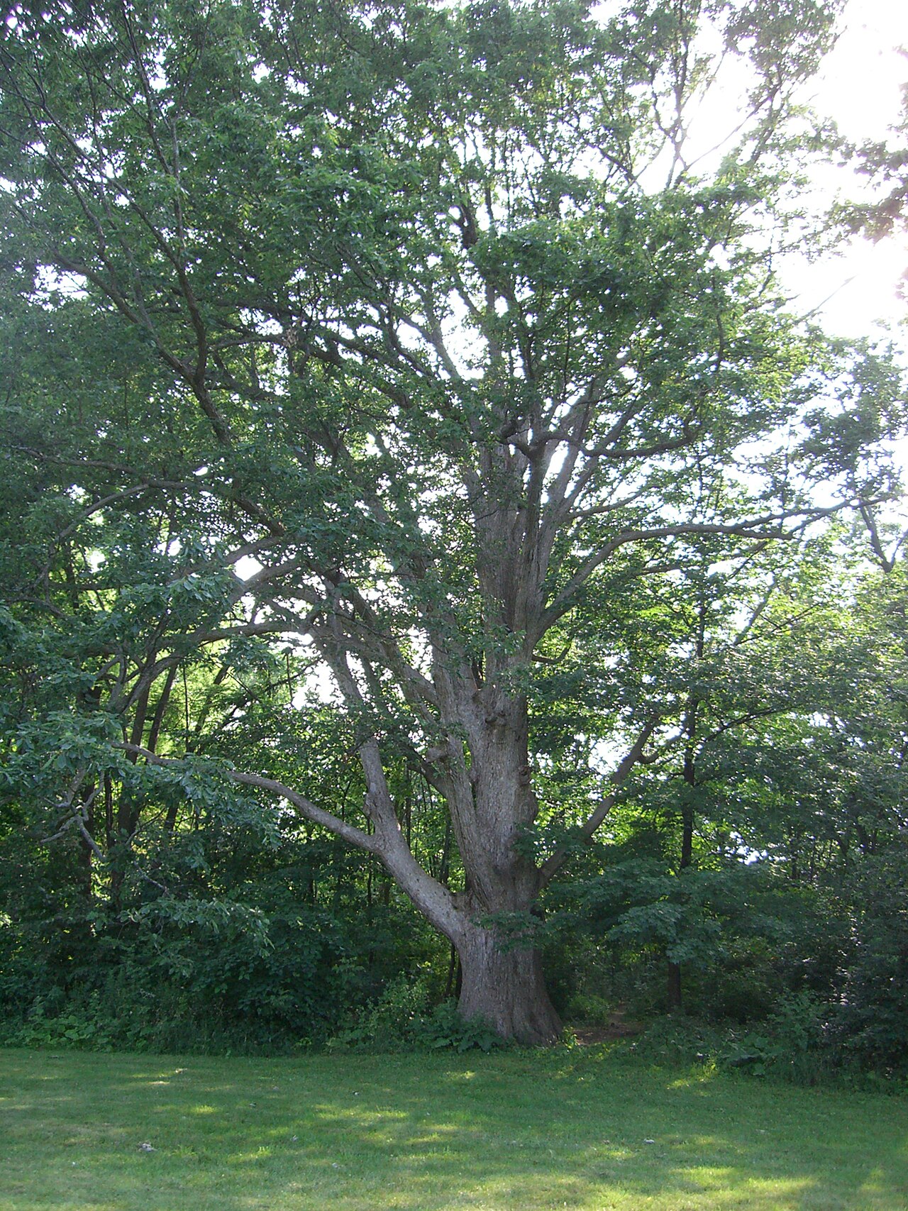 Mature chinkapin oak (Quercus muehlenbergii) with a broad rounded crown growing on open ground