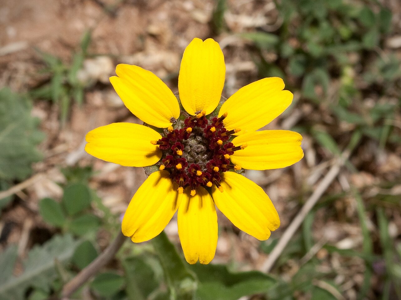 Chocolate Daisy (Berlandiera lyrata) - PlantNative.org Close-up of a single Chocolate Daisy (Berlandiera lyrata) flower showing yellow ray petals and dark maroon disk florets