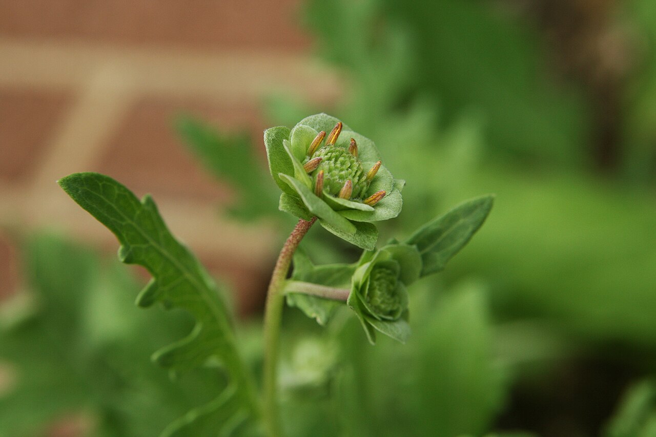 Chocolate Daisy (Berlandiera lyrata) - PlantNative.org Unopened flower bud and lobed gray-green leaves of Chocolate Daisy (Berlandiera lyrata)