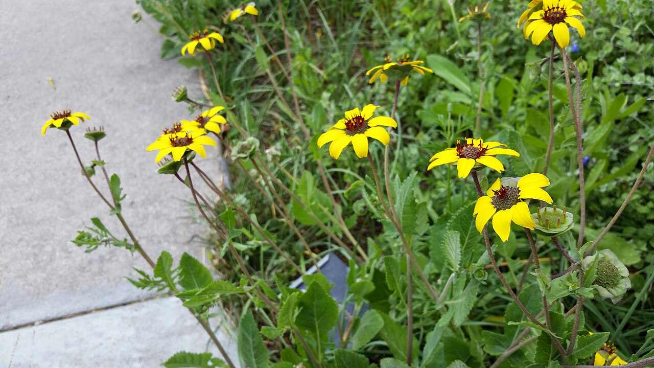 Chocolate Daisy (Berlandiera lyrata) - PlantNative.org Chocolate Daisy (Berlandiera lyrata) plants with bright yellow flowers growing along a sunny roadside planting bed